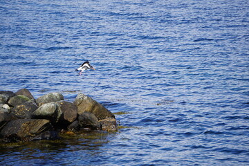 2024.04.21 Gjemnes, Angvika, Hjelset