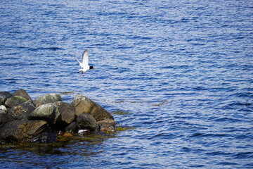 2024.04.21 Gjemnes, Angvika, Hjelset