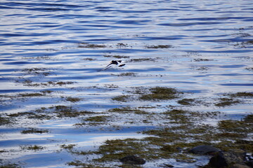 2024.04.21 Gjemnes, Angvika, Hjelset