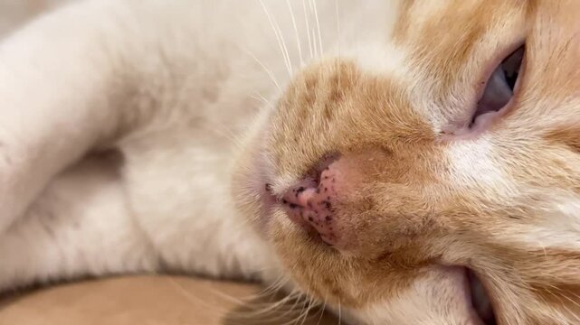 Lazy red cat lies on the bed and falls asleep with his eyes closed