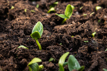 young green sprout
