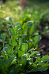 green leaves in the garden