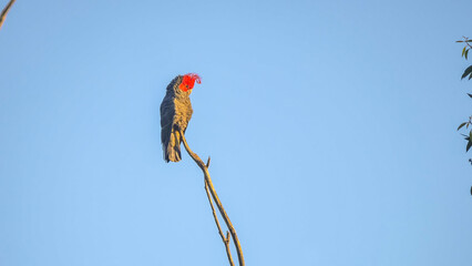 a male gang-gang cockatoo perches in a dead tree and preens its feathers at kosciusko national park in the snowy mountains of nsw, australia