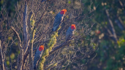 three male gang-gang cockatoos perching in a eucalyptus tree at kosciusko national park in the snowy mountains of nsw, australia © chris