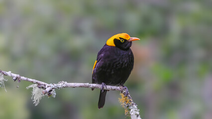 a front view of a regent bowerbird perching on a branch at o'reillys rainforest retreat in lamington national park of sth qld, australia