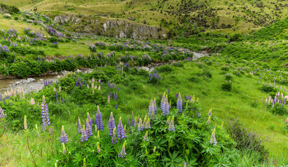 a wide view of a field of pink and purple lupins beside a small stream near lindis pass on the south island of new zealand