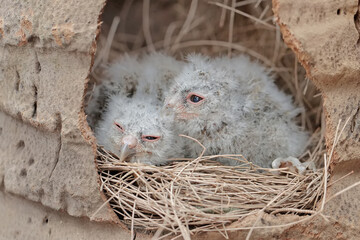 Two Javan scops owl chicks are waiting for their mother to bring food in the nest. This nocturnal...