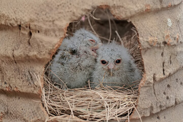 Two Javan scops owl chicks are waiting for their mother to bring food in the nest. This nocturnal...