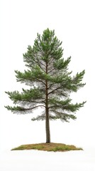 Isolated mature pine tree on a small grassy mound against a white background. Full view of a coniferous evergreen with dense green needles and a robust trunk. Perfect for landscape design, environment