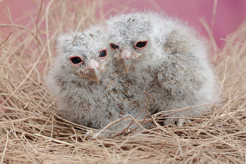 Two Javan scops owl chicks are resting in the nest. This nocturnal bird has the scientific name...