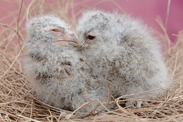 Two Javan scops owl chicks are resting in the nest. This nocturnal bird has the scientific name...