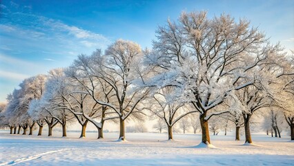 Fototapeta premium Bare trees covered in snow during winter , winter, cold, snow, branches, landscape, frost, season, nature, woods, icy