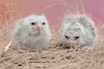 Two Javan scops owl chicks are resting in the nest. This nocturnal bird has the scientific name Otus lempiji.