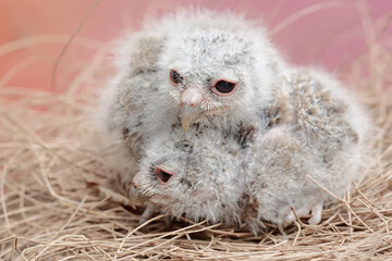 Two Javan scops owl chicks are resting in the nest. This nocturnal bird has the scientific name...