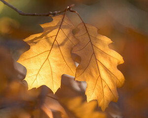 Autumn Oak Leaves Back Lit