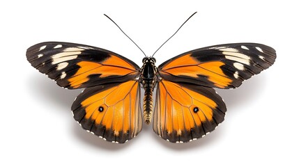 Fototapeta premium Discover the fascinating world of butterflies and their remarkable features