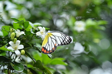 Butterfly perched on a flower in the morning, capturing the delicate beauty and tranquility of nature’s early hours