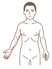 Fototapeta premium 鍼灸の経穴、手の少陰心経、ツボのイラスト