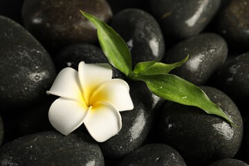 Fototapeta premium Plumeria flower and green leaves on spa stones, closeup