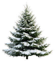 PNG Real Christmas tree christmas pine snow.