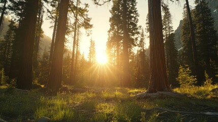 Obraz premium A serene forest scene with sunlight filtering through tall trees, creating a peaceful atmosphere.