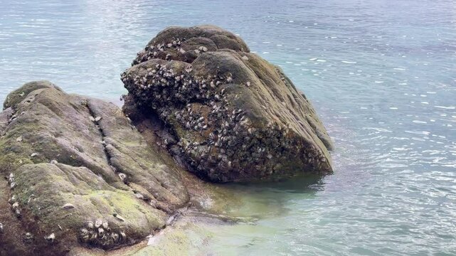 The remains of a clam stuck in the rocks.