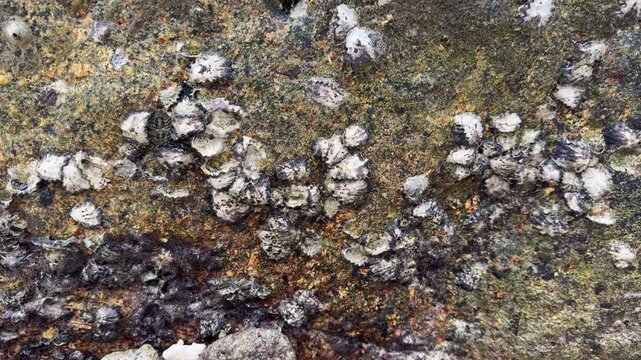 The remains of a clam stuck in the rocks.