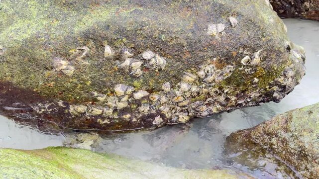 The remains of a clam stuck in the rocks.