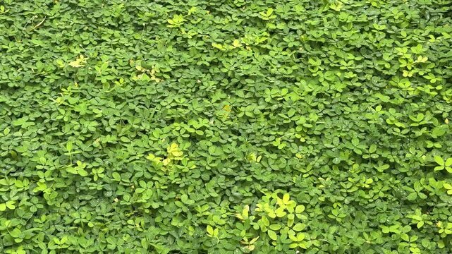  arachis pintoi flowers with green leaves 