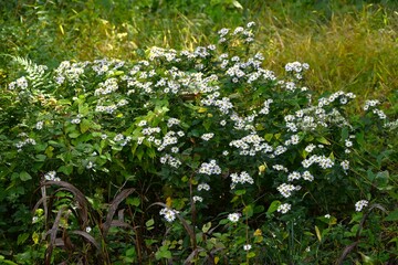 Wild chrysanthemum flowers. Asteraceae perennial plants. They are typical Japanese autumn flowers that bloom from September to November, with their pure and pretty appearance.