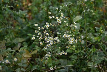 Wild chrysanthemum flowers. Asteraceae perennial plants. They are typical Japanese autumn flowers that bloom from September to November, with their pure and pretty appearance.