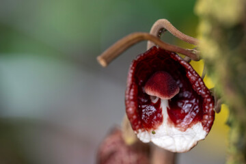 Close up of mushroom flower
