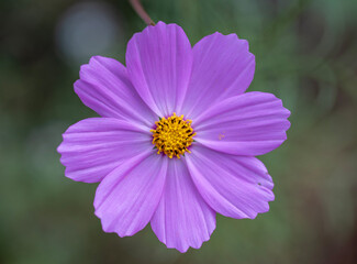Fototapeta premium close up of a flower