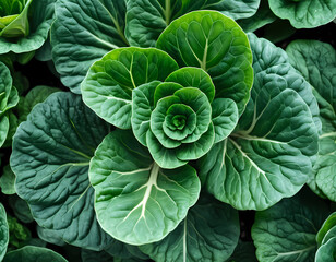 Obraz premium Close Up Detail of Tatsoi Plant from the Top View