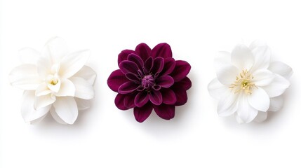 Fototapeta premium Elegant trio of white and burgundy flowers on a minimalist white background