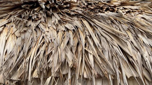 Close up of thatch roof. Roof made from dry grass 