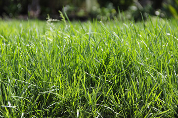 New grass lawn that has never been mown, close-up at ground level.