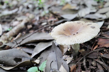 落ち葉の間から生える茶色のキノコ
