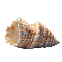 Obraz premium Elegant Seashell in Natural Coloration
