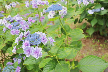 珍しい八重咲きのガクアジサイ　紫の装飾花と青い両性花