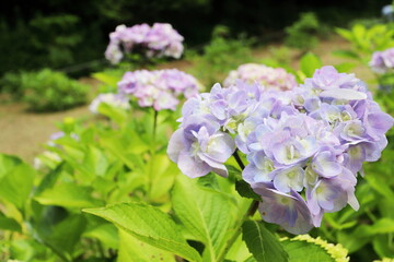 パステルカラーの薄紫色をした八重咲きのアジサイ