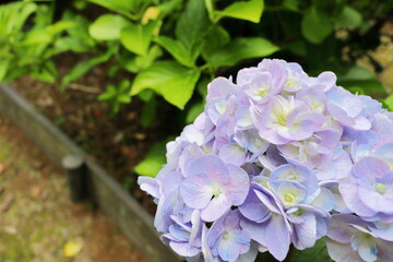 パステルカラーの薄紫色をした八重咲きのアジサイ