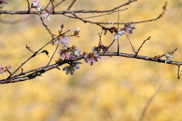 秋に咲く四季桜、紅葉とのコラボ。小原ふれあい広場。