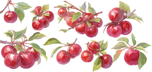 cherry watercolor clipart
