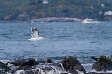 seagulls in flight