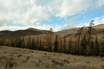 Yellow larches and green pines stand in a row along the gentle slopes of a high hill on a sunny autumn day.