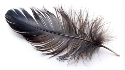 Fototapeta premium feather isolated on white. feather, bird, white, isolated, light, object, plume, fluffy, soft, blue, wing, single, black, swan, smooth, abstract, macro, quill, air, pattern, softness, feathers, fragil
