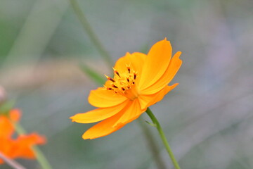 夏空の下、輝くキバナコスモス（Golden cosmos）