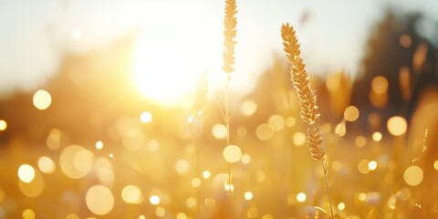 panoramic view of a floral spring meadow at sunrise, with a soft glow illuminating the flowers and mist rising from the ground. Wide angle, golden hour light, tranquil and atmospheric. 