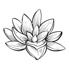 Handdrawn Succulent Illustration